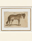 Parisian Wolf