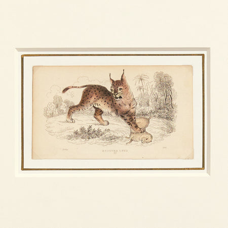 Studio H Collection Art- Parisian Spotted Lynx